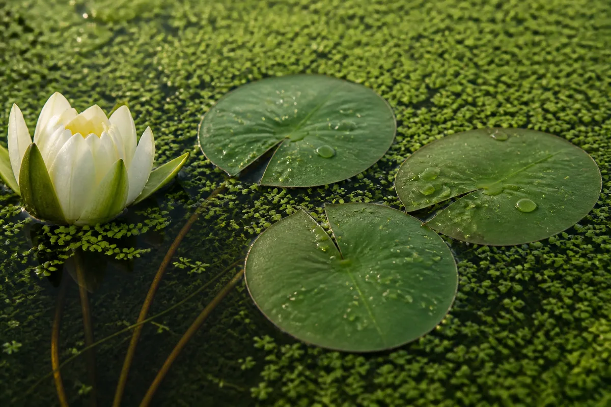 Gros plan sur des nénuphars et des lentilles d&rsquo;eau à la surface d&rsquo;une eau teintée de vert