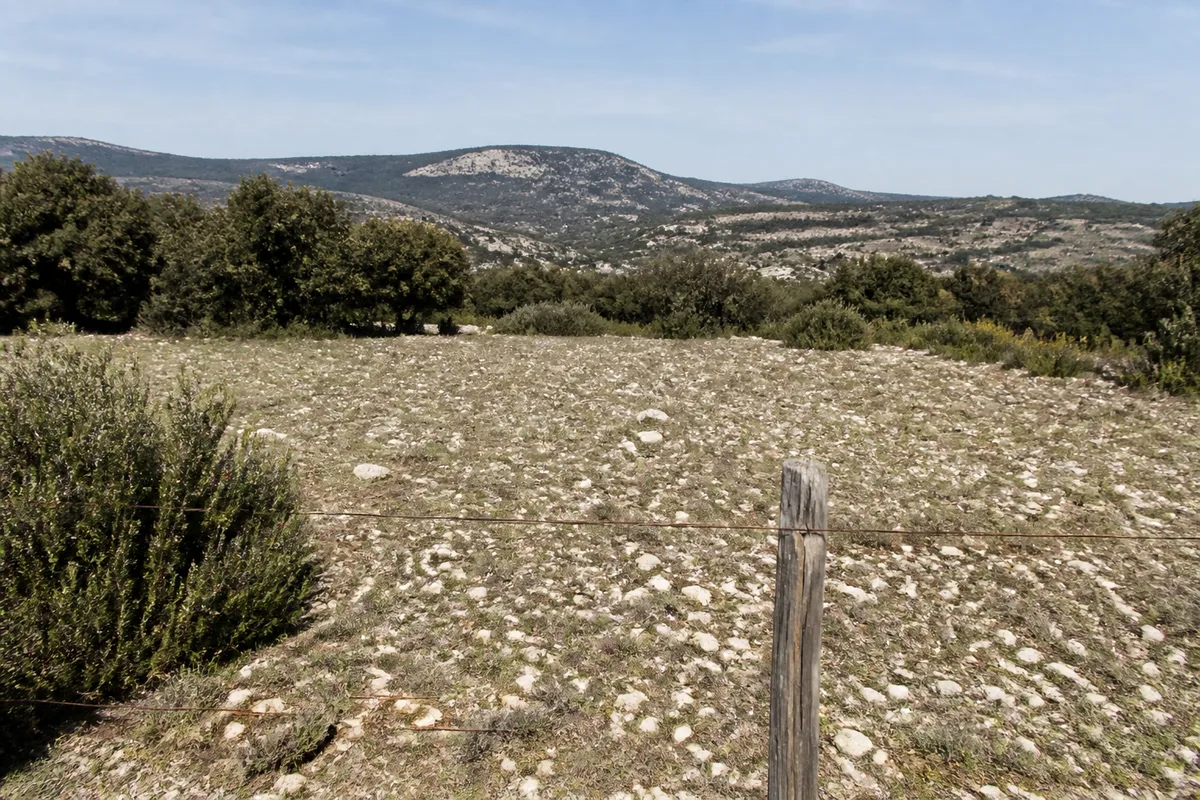 Panneau de terrain nu bordé de chênes verts et de garrigue sous un ciel clair