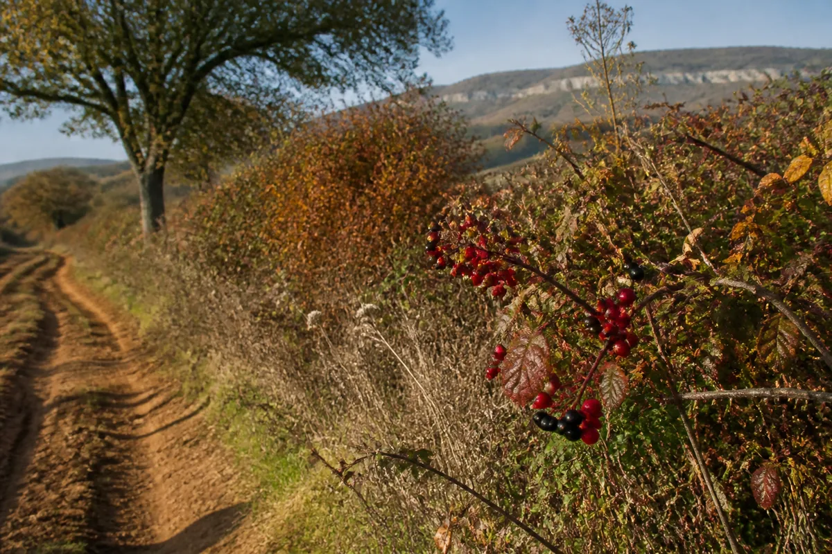 Créer une haie champêtre : essences, strates, plantation