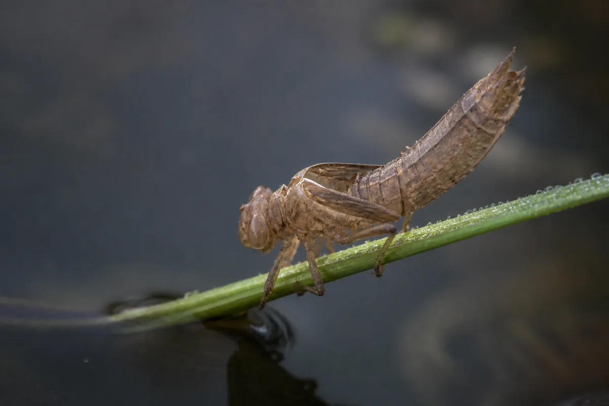 Exuvie vide de larve de libellule accrochée à une tige au bord de l&rsquo;eau