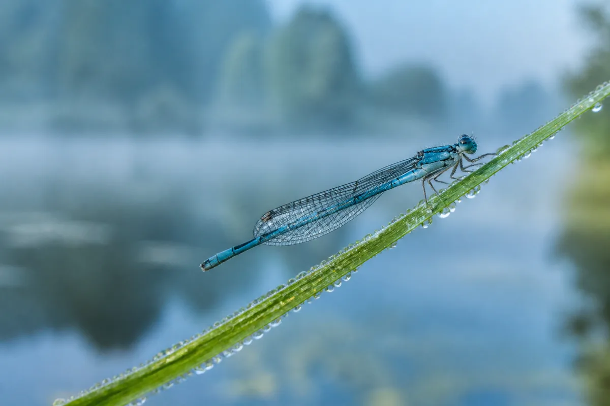 Demoiselle aux ailes repliées sur un jonc couvert de rosée au lever du jour