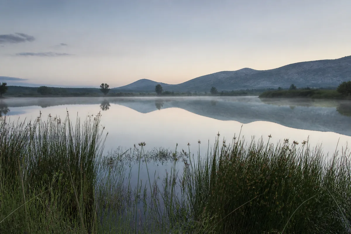 Berge d’étang provençal bordée de roseaux au petit matin, lumière douce sur l’eau calme