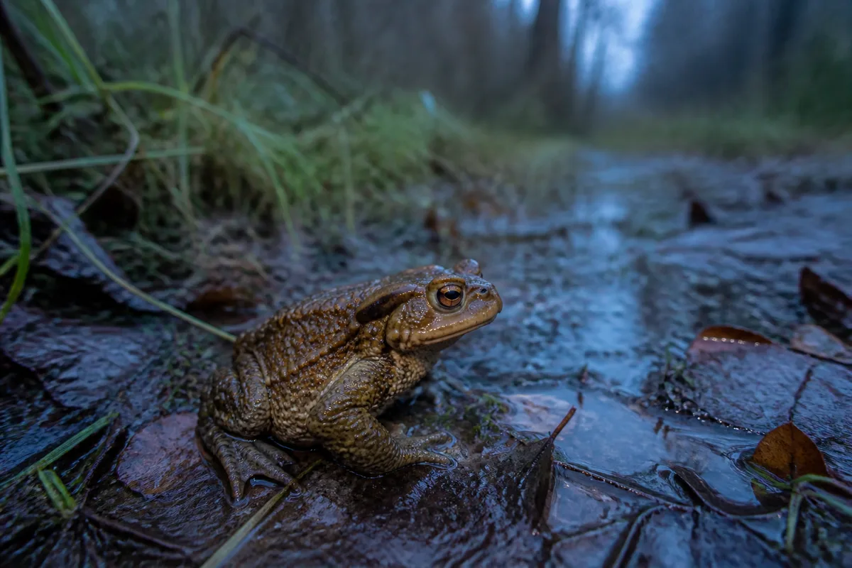 Crapaud commun immobile sur un sentier de terre humide au crépuscule