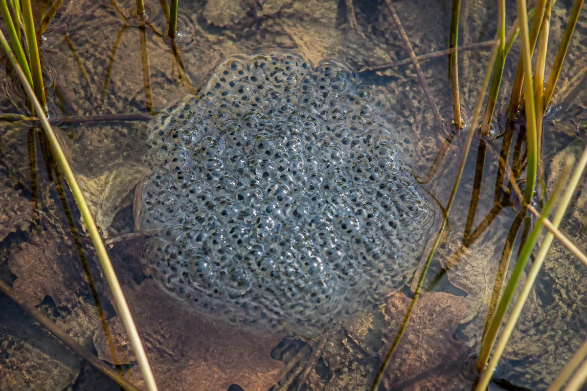 Amas gélatineux d&rsquo;œufs de grenouille flottant dans l&rsquo;eau peu profonde d&rsquo;une mare