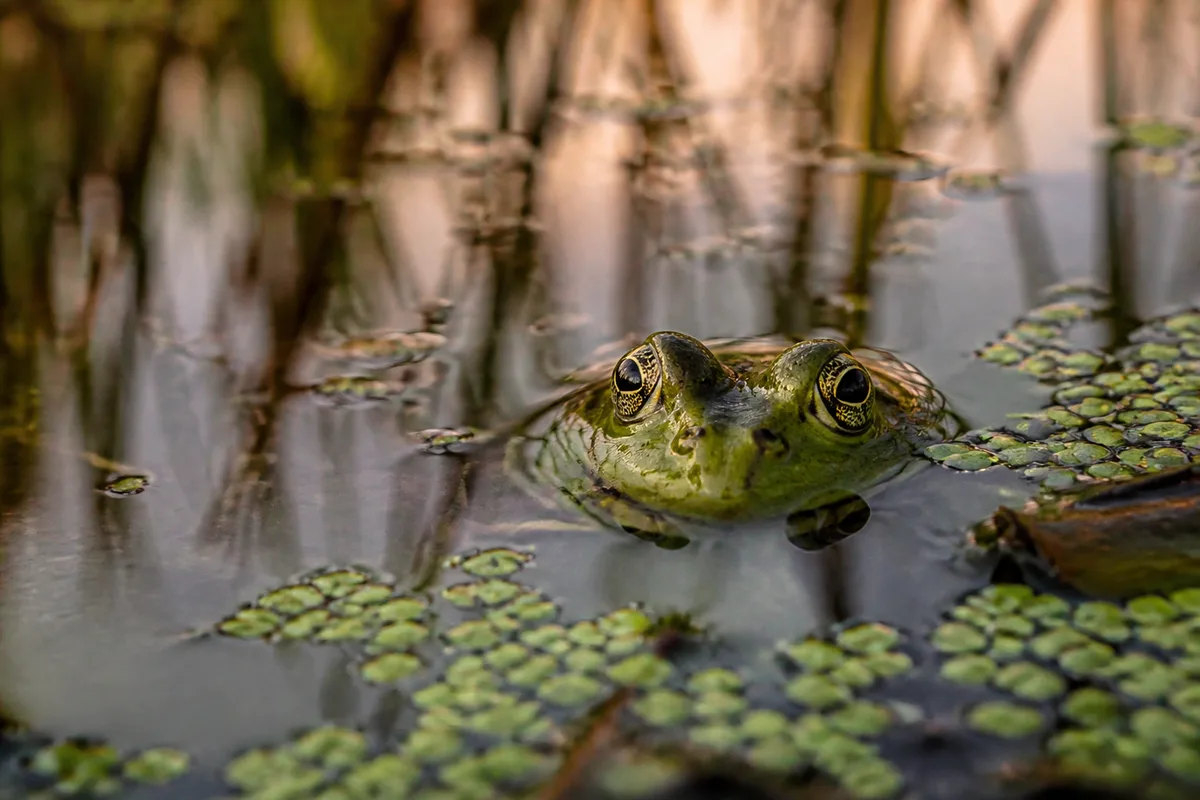 Reconnaître les amphibiens de France : le guide de terrain
