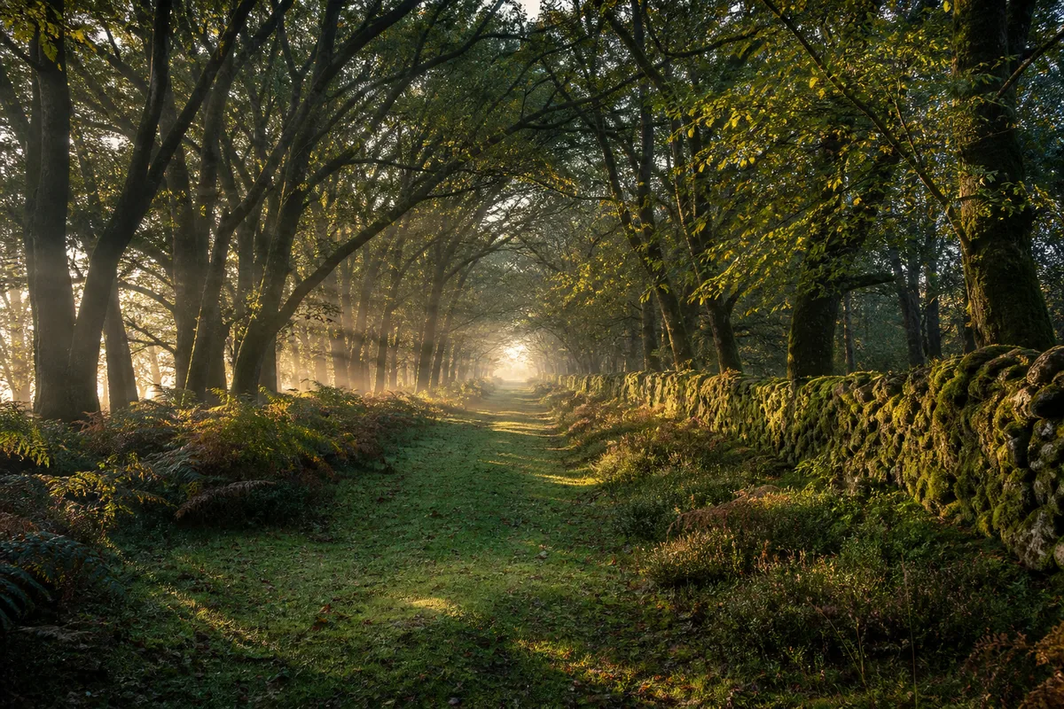 Allée cavalière et lisière de forêt dans le parc clos de Chambord