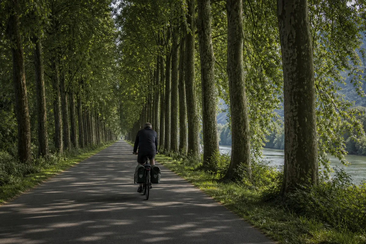 Cycliste sur une voie verte bordée de peupliers le long de la Loire