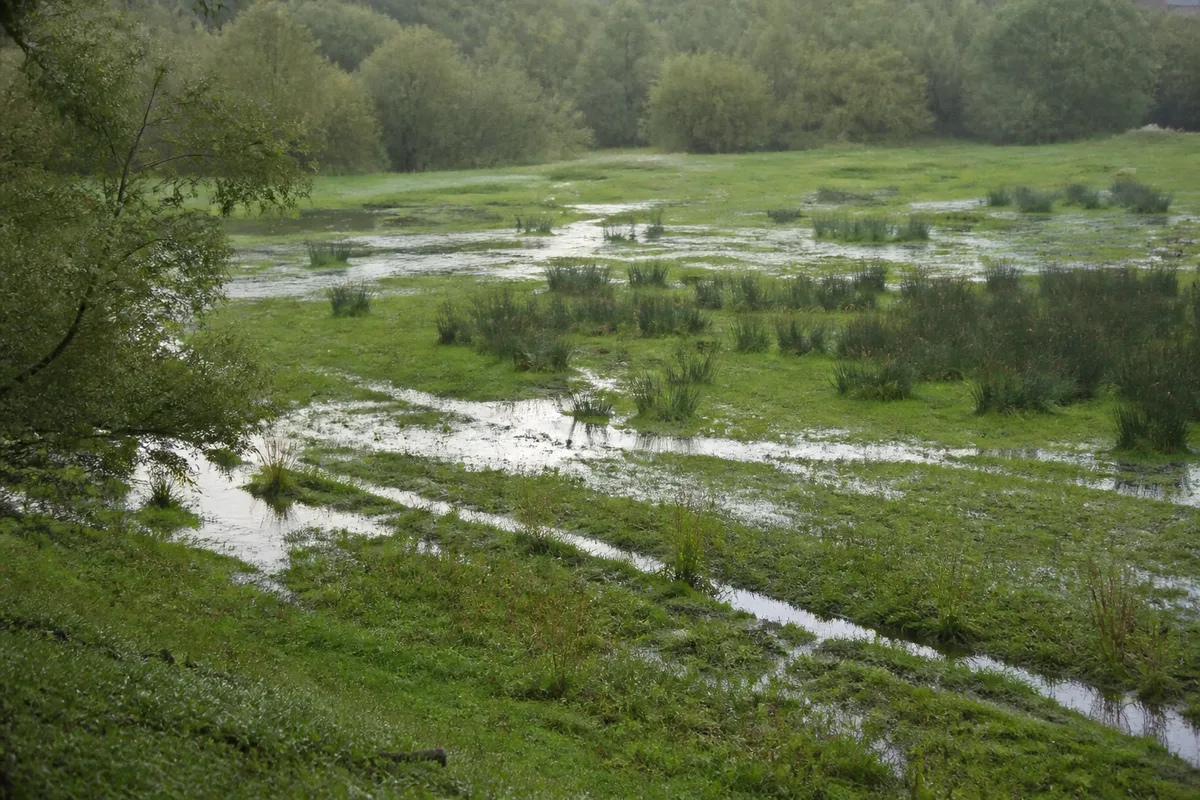Prairie inondable en fond de vallée avec joncs et flaques luisantes au petit matin